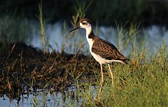 Black-necked Stilt